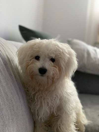 Maltipoo Freunde-Beitrag-Bild