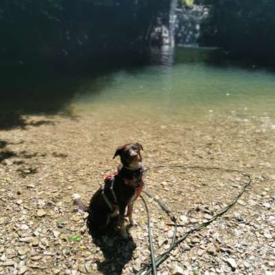 Hundetreffen-Regelmäßige Lauf- und Spieltreffen-Bild