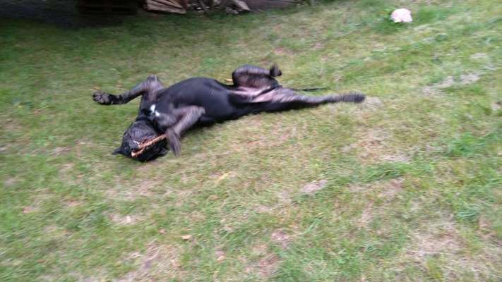 Die Dogorama Kalender Challenge 4/4-Beitrag-Bild