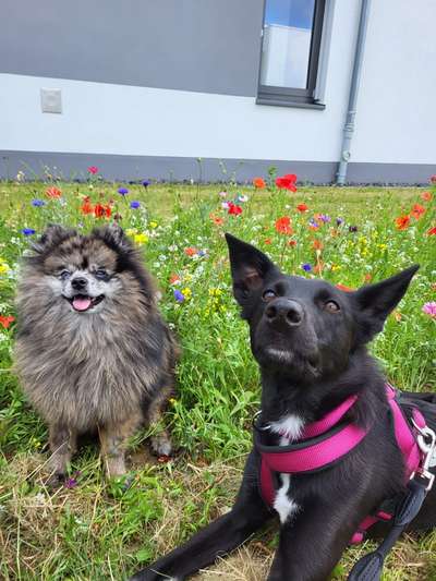 Hundetreffen-Gemeinsame Gassirunden-Bild