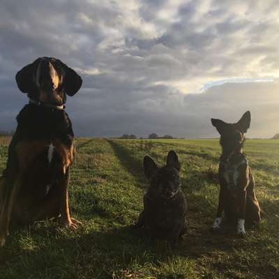 Hundetreffen-Begegnungstraining in Weende-Bild