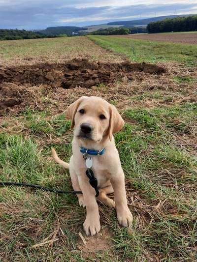 Die Dogorama Kalender Challenge Titelbild-Beitrag-Bild