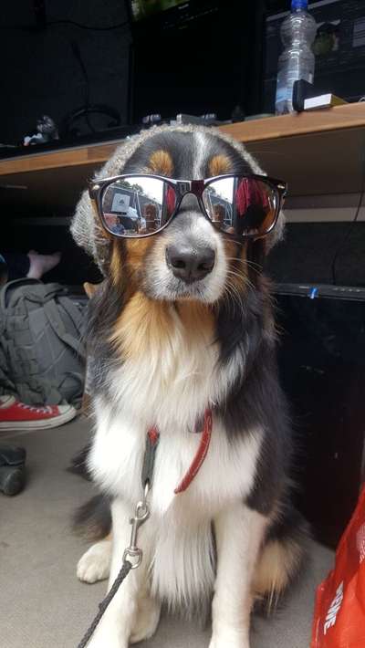 Dogorama Photo Challenge - Tre Chic!-Beitrag-Bild