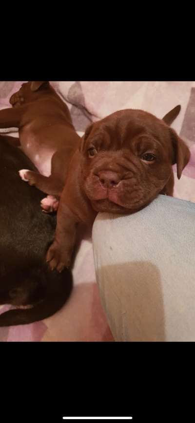 Welpen Bilder !-Beitrag-Bild