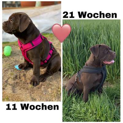 Olde English Bulldogge-Beitrag-Bild