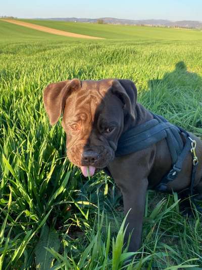 Olde English Bulldogge-Beitrag-Bild
