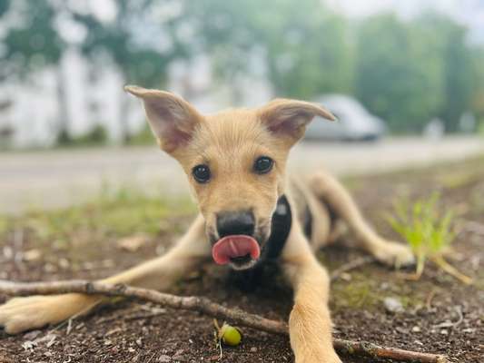 Hundetreffen-Gassigänger/Spielkameraden-Bild