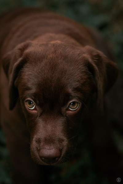 Hunde Porträt (Portrait) Galerie....-Beitrag-Bild