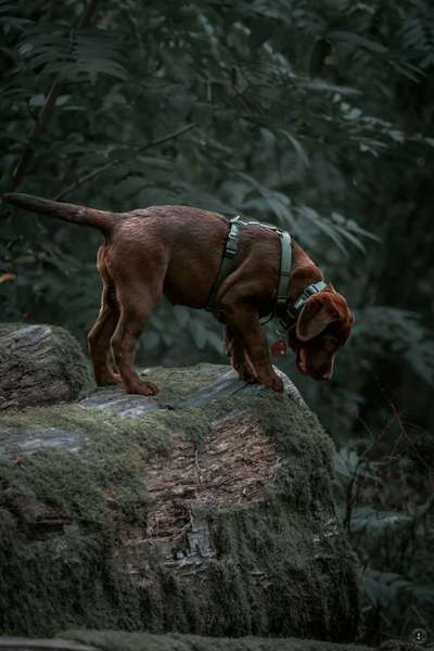 Foto -Challenge  Thema : Dein Hund Im Wald-Beitrag-Bild