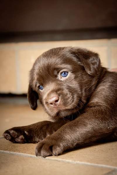 Welpen Bilder !-Beitrag-Bild