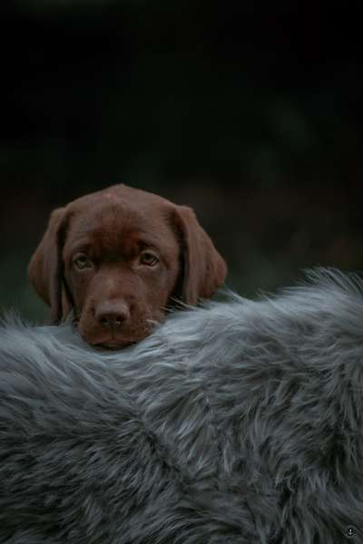 Hunde Porträt (Portrait) Galerie....-Beitrag-Bild