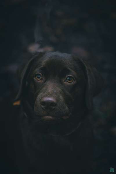 Hunde Porträt (Portrait) Galerie....-Beitrag-Bild