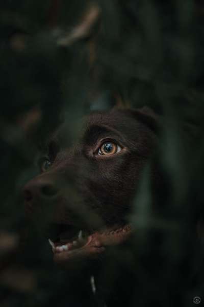 Hunde Porträt (Portrait) Galerie....-Beitrag-Bild