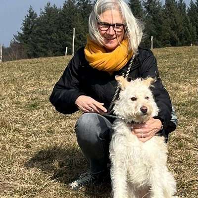 Hundetreffen-Gassirunden in den Reben von Meersburg-Profilbild