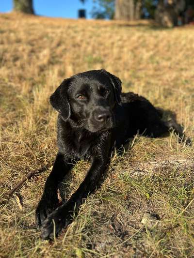 Hundetreffen-Hundetreffen-Bild