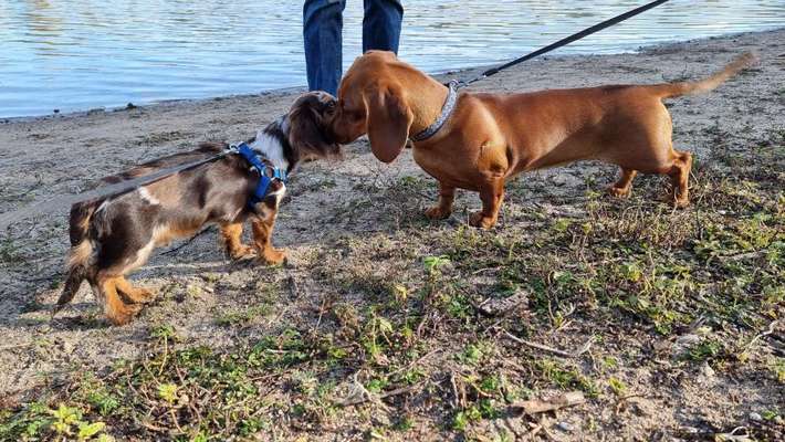 Hundetreffen-Zwergdackel sucht Freunde :)-Bild