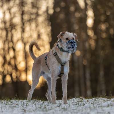 Hundetreffen-Foto-Walk-Bild