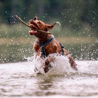 Hundetreffen-Gemeinsames Foto-Gassi für den guten Zweck 🫶🏻-Bild