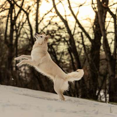 Hundetreffen-Foto-Walk-Bild