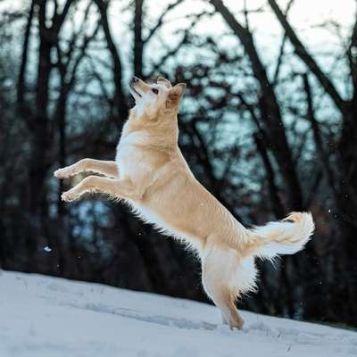 Hundetreffen-Foto-Walk-Bild