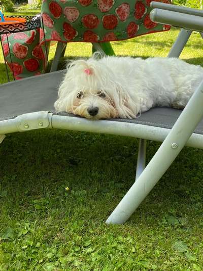 Die Dogorama Monats Challenge "Es grünt und blüht"-Beitrag-Bild