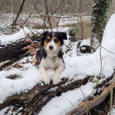 Hundetreffen-Spielkameraden Gassikumpel-Bild