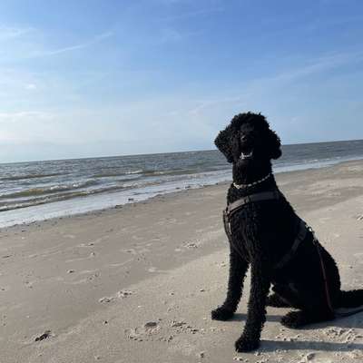 Hundetreffen-Gassi Partner gesucht :)-Bild