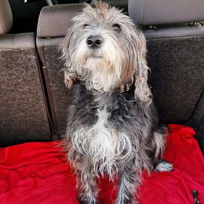 Hundetreffen-Freuen uns auf neue Bekanntschaften 🐶🥰-Bild