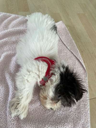 Havaneser-Beitrag-Bild