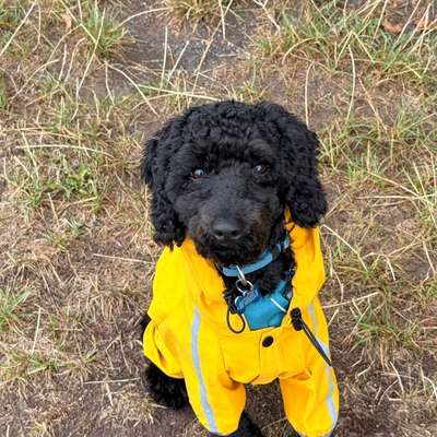 Hundetreffen-Junghunde-Bild