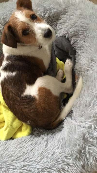 Welpenfotos-Beitrag-Bild