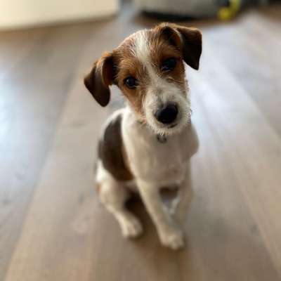 Hundetreffen-Welpentreffen in Osterath-Bild