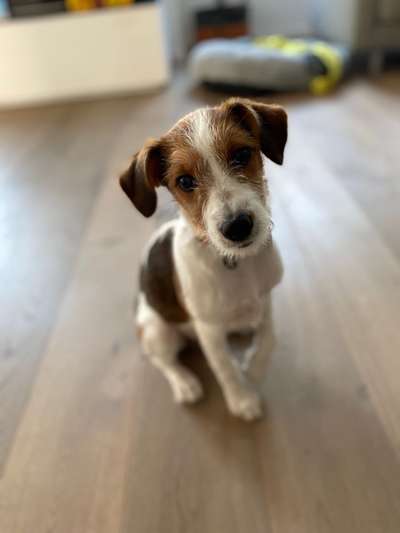 Kromforländer gesucht-Beitrag-Bild