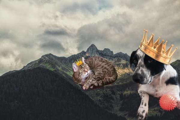 Photomontagen mit Hund-Beitrag-Bild