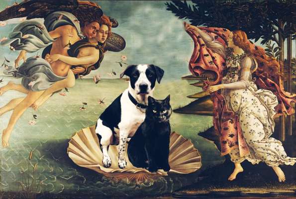 Photomontagen mit Hund-Beitrag-Bild