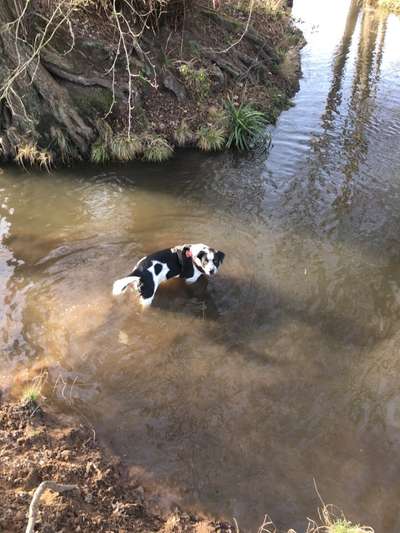 Dogorama-Monats-Challenge-Mai "Wasser"-Beitrag-Bild