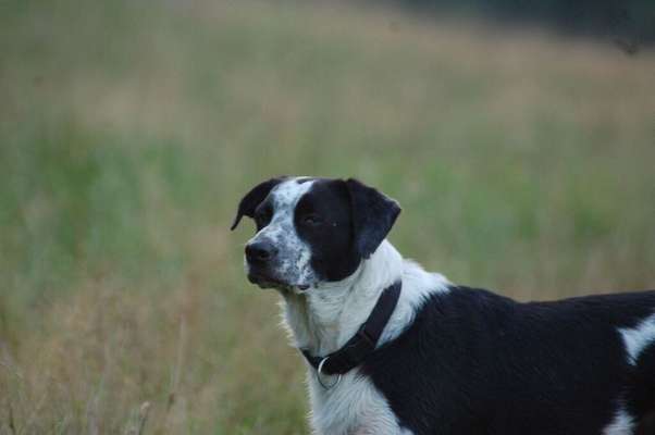 Podenco-Mix in NRW-Beitrag-Bild