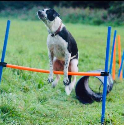 Zeige das lustigste Bild eures Hundis-Beitrag-Bild