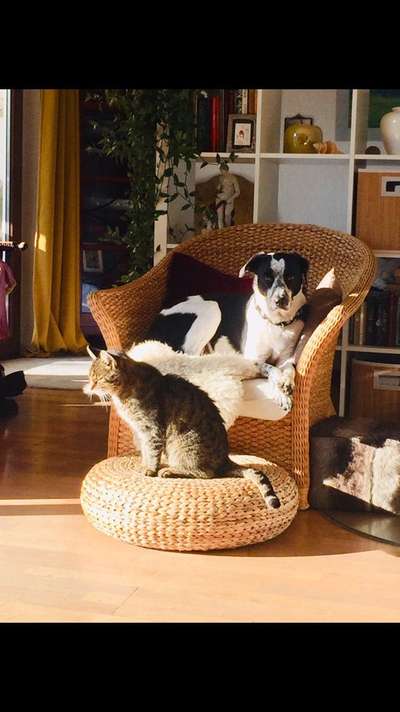 Lieblingsbild von euren Hunden?-Beitrag-Bild