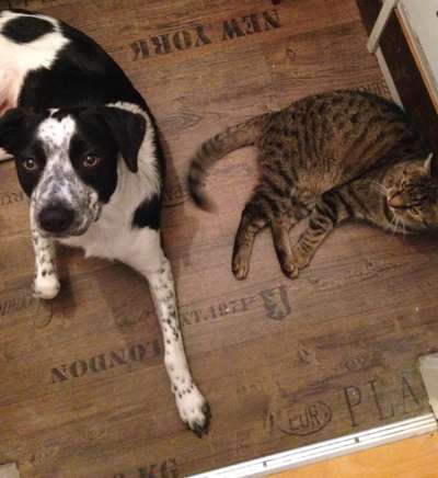 Gibt's hier noch mehr Border Collies???-Beitrag-Bild