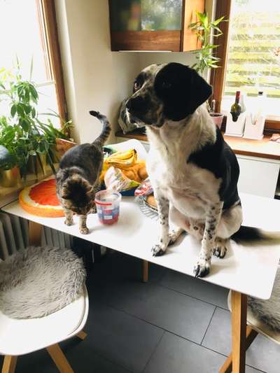 Hund und Katz Momente-Beitrag-Bild