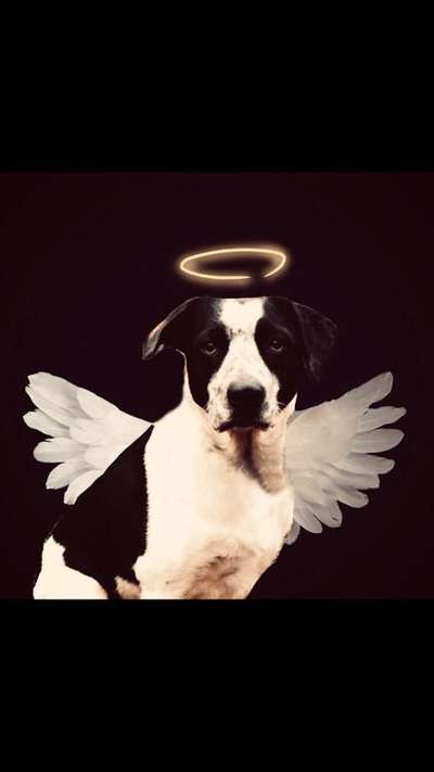 Photomontagen mit Hund-Beitrag-Bild