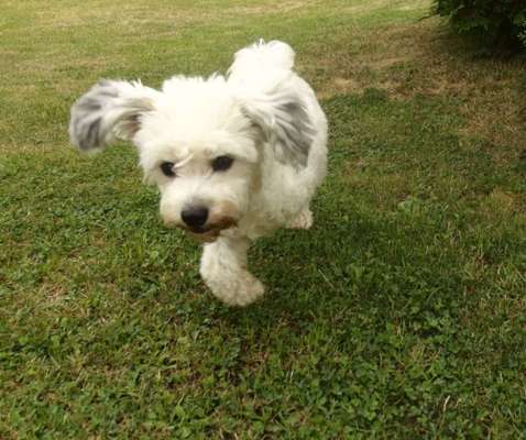 Tips zur Haltung von 3-Beinigen Hunden-Beitrag-Bild