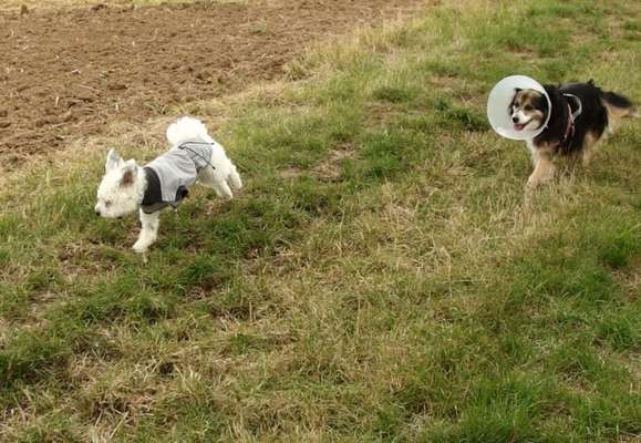 Tips zur Haltung von 3-Beinigen Hunden-Beitrag-Bild