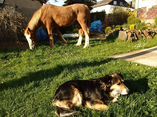 Unsere Fellnasen im Regenbogenland-Beitrag-Bild