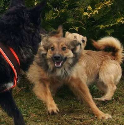 Dogorama Photo Challenge - Spielgesicht-Beitrag-Bild