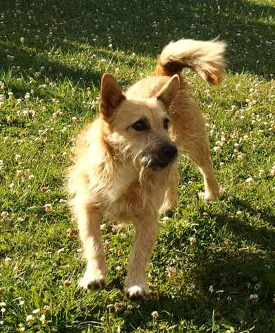 Podengo português (-Mischlinge) Gibt es noch mehr dieser schönen Rasse hier?-Beitrag-Bild