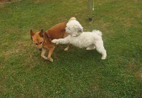 Tips zur Haltung von 3-Beinigen Hunden-Beitrag-Bild