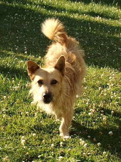 Podengo português (-Mischlinge) Gibt es noch mehr dieser schönen Rasse hier?-Beitrag-Bild