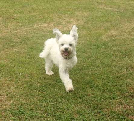 Tips zur Haltung von 3-Beinigen Hunden-Beitrag-Bild